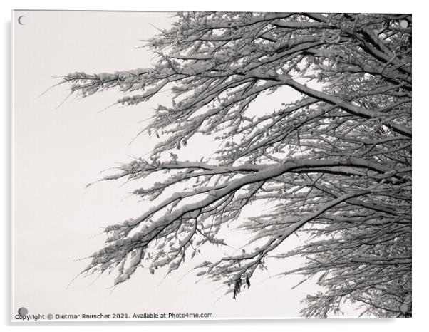 Tree Branches Covered with Snow Acrylic by Dietmar Rauscher