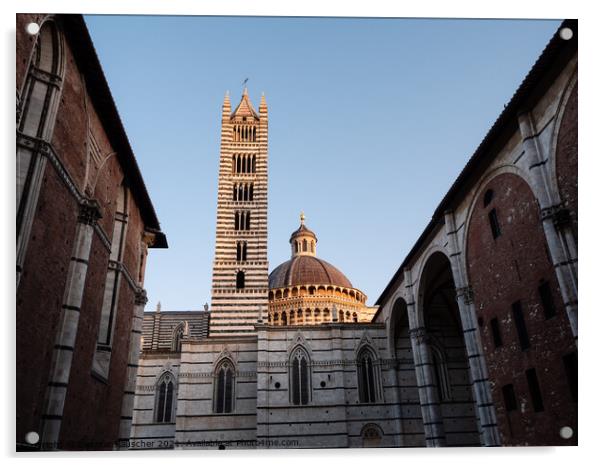 Duomo die Siena Cathedral Tower and Dome Acrylic by Dietmar Rauscher