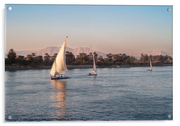 Felucca Sail Boat on the River Nile in Egypt Acrylic by Dietmar Rauscher