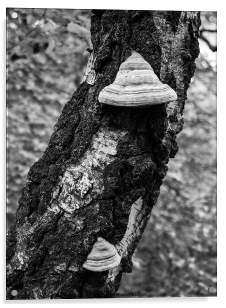 Fungus on Birch Tree Trunk Detail Acrylic by Dietmar Rauscher