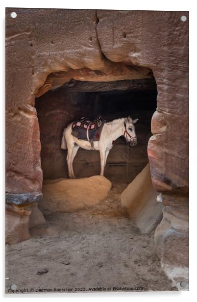 Arabian White Horse in a Cave in Petra, Jordan Acrylic by Dietmar Rauscher