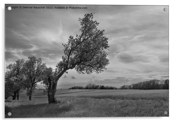 Crooked Tree in the Mostviertel Region of Austria in Black and W Acrylic by Dietmar Rauscher