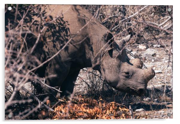 Dehorned Rhino in the Dry Bush in Etosha NP Acrylic by Dietmar Rauscher