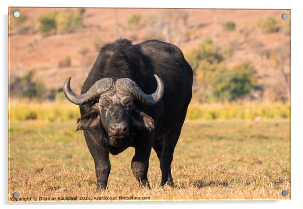 Cape Buffalo in Chobe National Park, Botswana Acrylic by Dietmar Rauscher