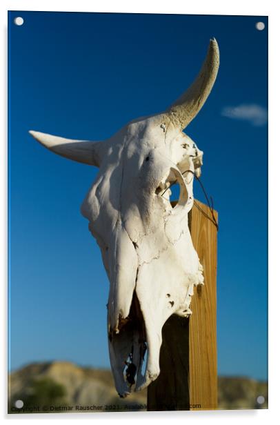 White Texan Cattle Skull with Horns  Acrylic by Dietmar Rauscher