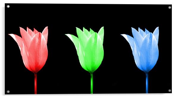 RGB Tulip  Acrylic by Robin Larner