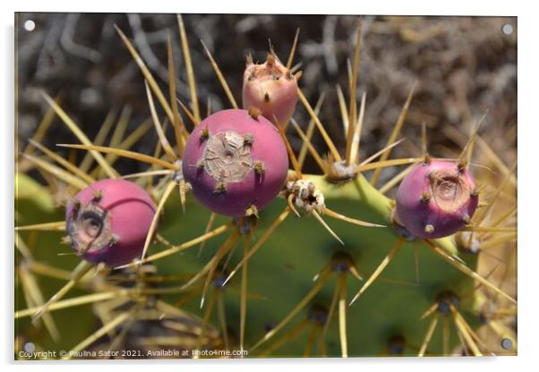 Opuntia, prickly pear Acrylic by Paulina Sator