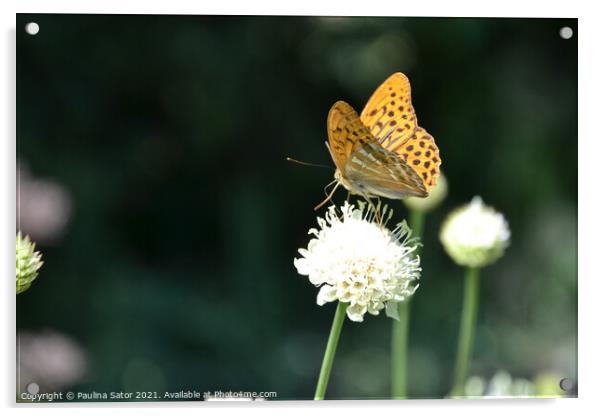 The silver-washed fritillary butterfly Acrylic by Paulina Sator