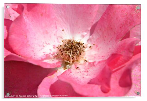 Looking inside the delicate pink rose Acrylic by Paulina Sator