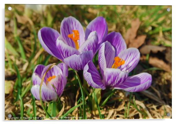 Purple crocus flowering in early spring Acrylic by Paulina Sator