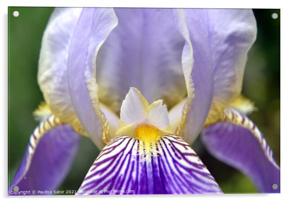 Purple Iris flower closeup Acrylic by Paulina Sator