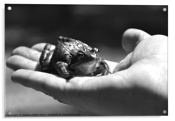 Kiss me. The frog prince Acrylic by Paulina Sator