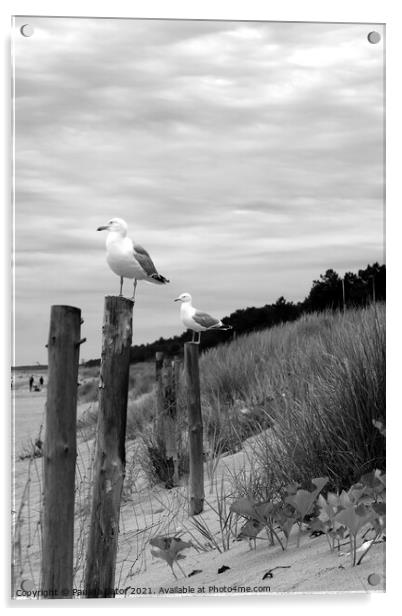 Seagulls in black & white Acrylic by Paulina Sator