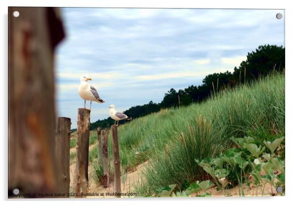 Watching seagulls Acrylic by Paulina Sator