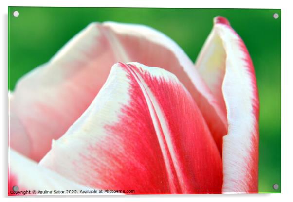 Tulip red-white petals Acrylic by Paulina Sator