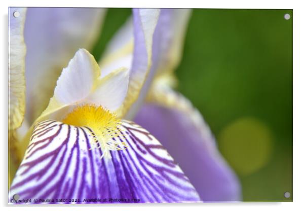 Purple Iris flower close up Acrylic by Paulina Sator