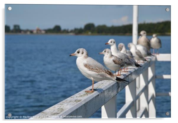 Seagulls standing on the railing of the pier Acrylic by Paulina Sator