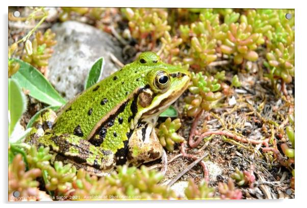 Cute green frog hiding in the greenery Acrylic by Paulina Sator