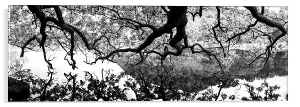 Oak Tree reflecting in a lake Black and white Acrylic by Sonny Ryse