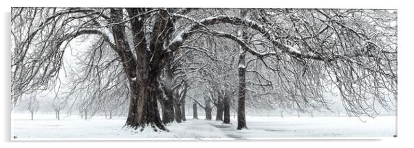 The stray snow_DSC1397-Pano Acrylic by Sonny Ryse