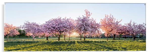 Cherry blossom walk in spring harrogate Acrylic by Sonny Ryse