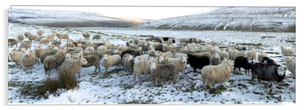 Winter sheep in the Yorkshire dales Acrylic by Sonny Ryse