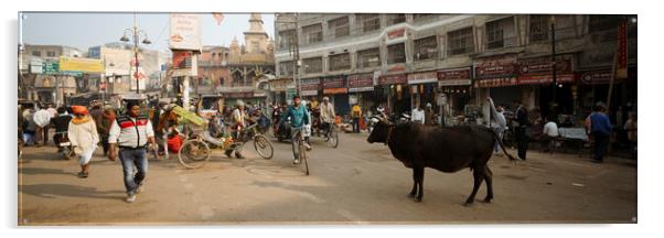 Varanasi street scene india with cows Acrylic by Sonny Ryse