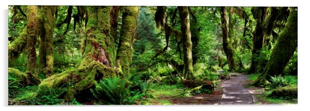 Hall of Mosses Forest Olympic National Park USA Acrylic by Sonny Ryse