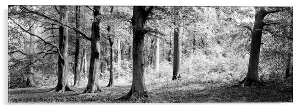 Yorkshire Midderdale Woodland black and white Acrylic by Sonny Ryse
