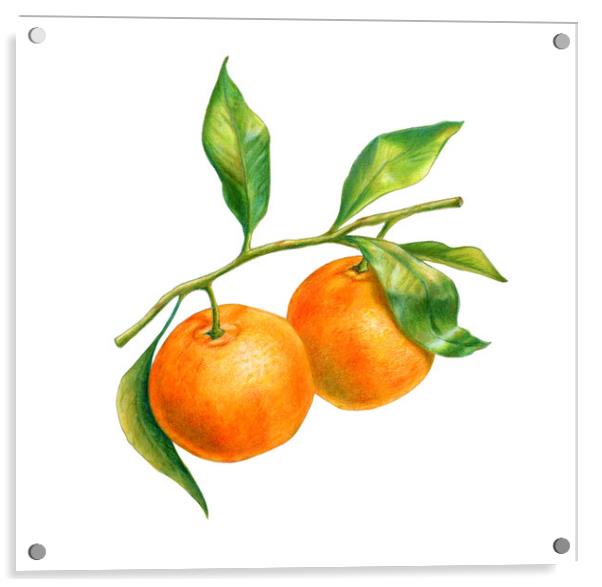 Two tangerines on a branch with leaves Acrylic by Andrea Danti