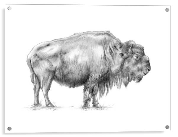 American bison Acrylic by Andrea Danti