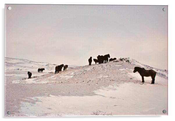 Icelandic Horses on a snow covered field Acrylic by Wall Art by Craig Cusins