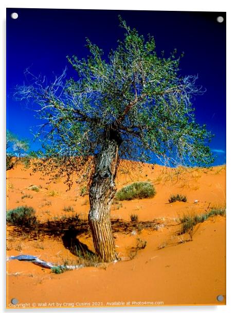Lone Tree in the Desert Acrylic by Wall Art by Craig Cusins