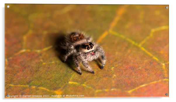 Jumping Spider Acrylic by Darren Greaves