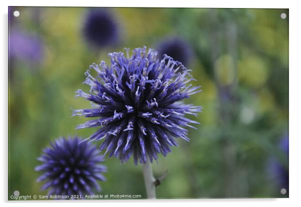 Purple spiky flower Acrylic by Sam Robinson
