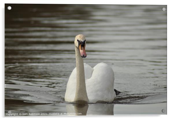 Swan  Acrylic by Sam Robinson