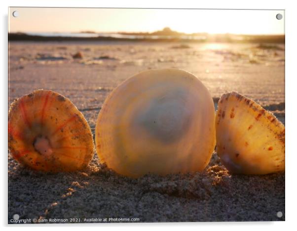 Sunset on Shells Acrylic by Sam Robinson