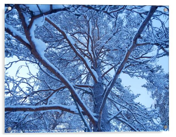 Snow covered Tree branches Acrylic by Sam Robinson