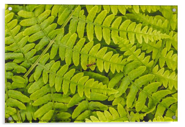 Small ant on green fern leaves Acrylic by Csilla Horváth