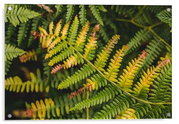 Fern leaf Acrylic by Csilla Horváth