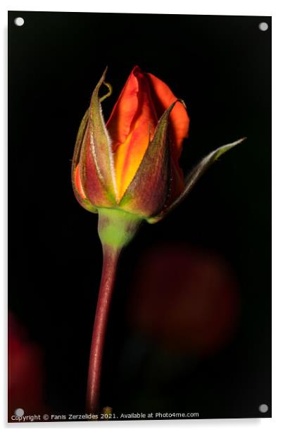 Blooming Rose Acrylic by Fanis Zerzelides