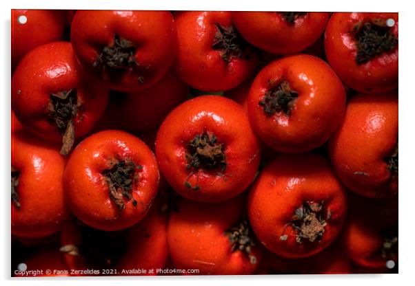 Tiny red berries Acrylic by Fanis Zerzelides