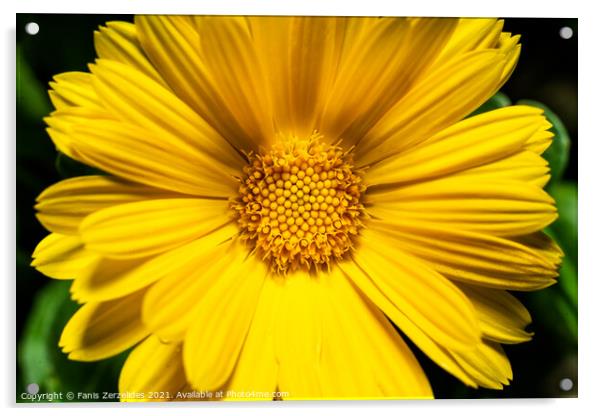 Yellow Daisy  Acrylic by Fanis Zerzelides