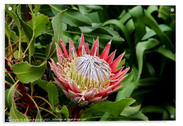 Protea flower Acrylic by Adrian Paulsen
