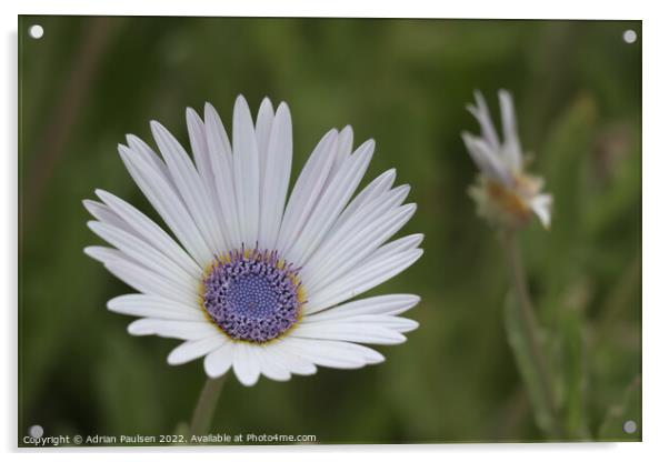 White daisy Acrylic by Adrian Paulsen