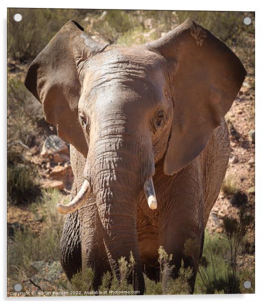 African elephant  Acrylic by Adrian Paulsen