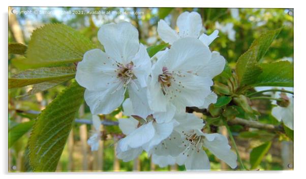 Cherry Blossom Tree Acrylic by Simon Mitchell