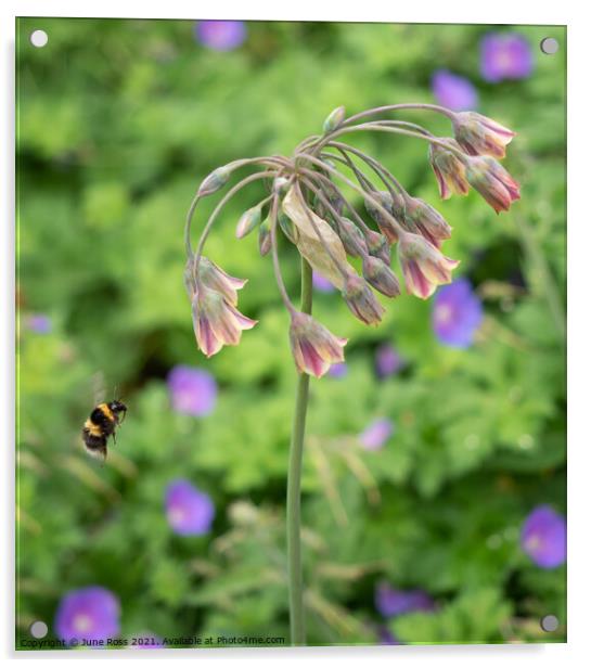 Bee Visiting Allium Nectaroscordum Flowers Acrylic by June Ross