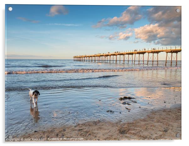 Doggy Paddling at Saltburn-by-the-Sea Acrylic by June Ross