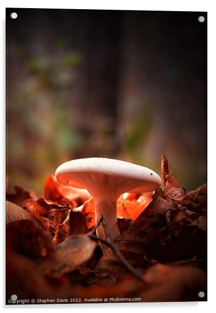Woodland Fungi in evening light Acrylic by Stephen Davis